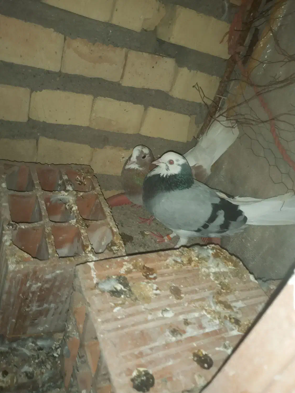 دوتا شازده|پرنده|گنبد کاووس, |دیوار