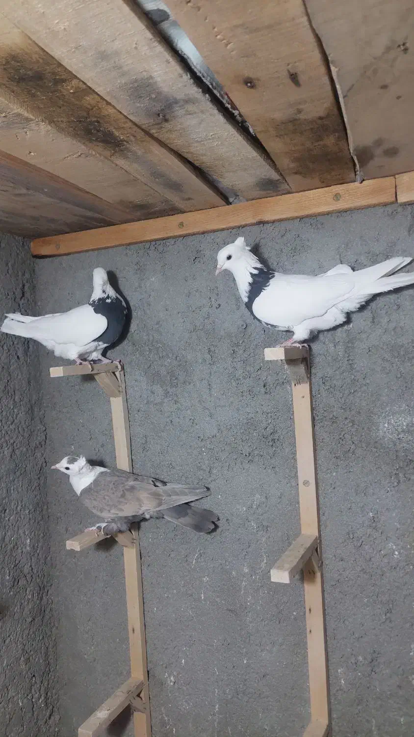 تابلو فرش نقش ک ب و ت ر|تابلو فرش|فردوس (خراسان), |دیوار