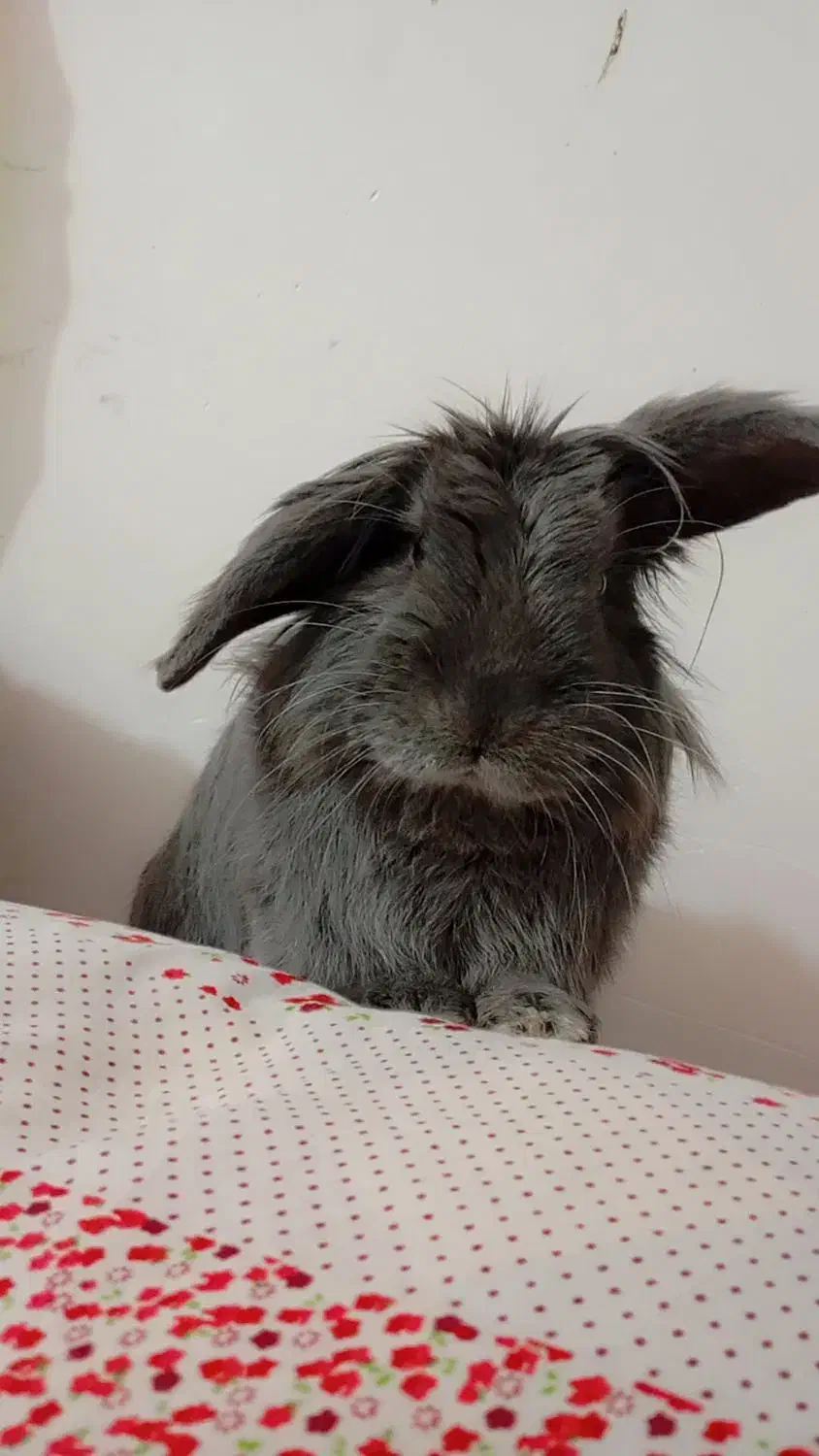 گمشده|موش و خرگوش|رامهرمز, |دیوار