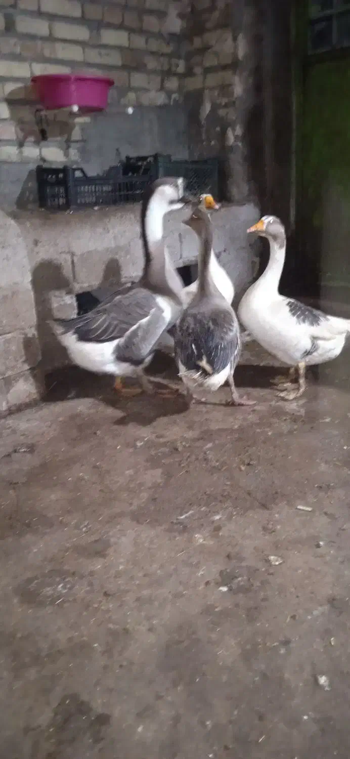 غاز|حیوانات مزرعه|نظر کهریزی, |دیوار