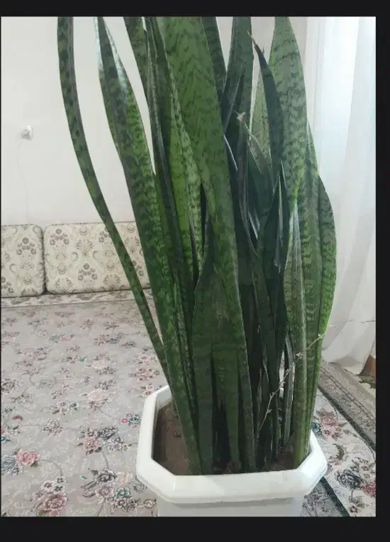 گل شمشیری|گل و گیاه طبیعی|ایلام, |دیوار