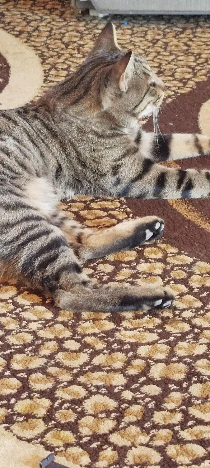 واگذاری گربه خانگی|گربه|شیراز, بید زرد|دیوار