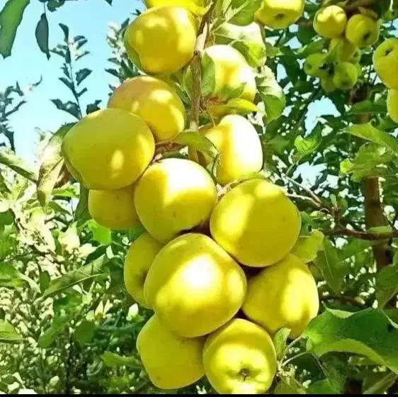 نهال پایه خارجی (رویشی) سیب و هلوو آلو وبادام|خدمات باغبانی و درختکاری|پیرانشهر, |دیوار