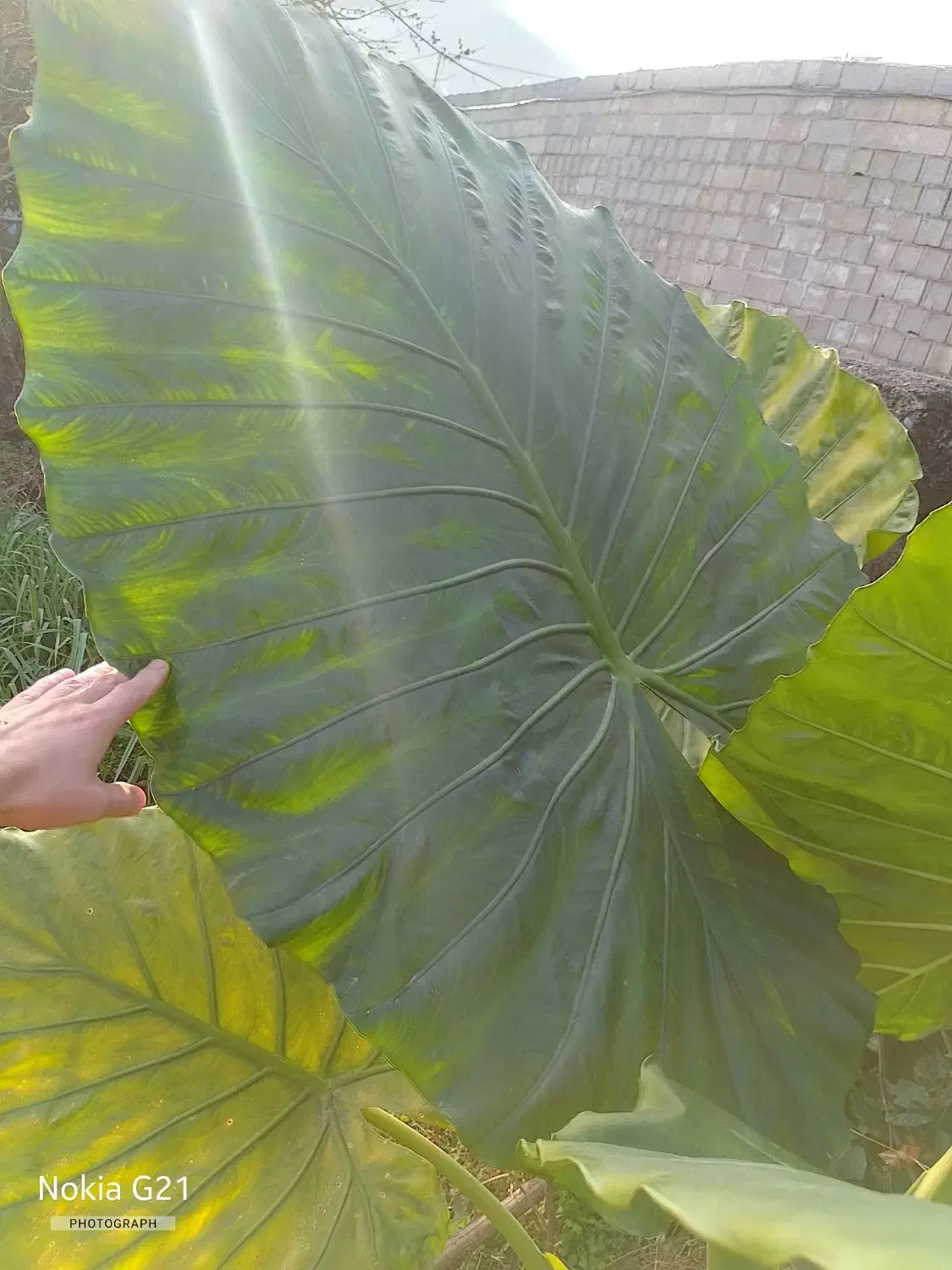 گیاه بابا آدم|گل و گیاه طبیعی|اسالم, |دیوار