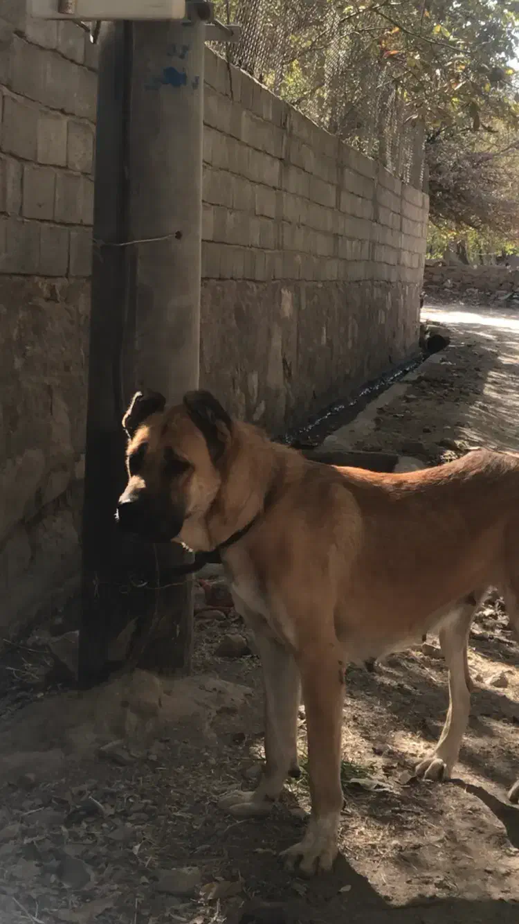 سگ سرابی ۱۸ ماهه|سگ|کرج, آق تپه|دیوار