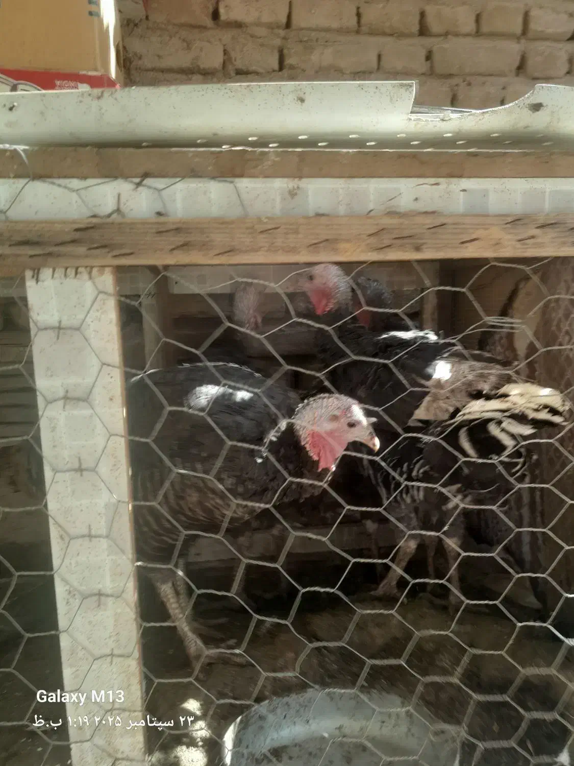 فروش بوقلمون|پرنده|رفسنجان, |دیوار