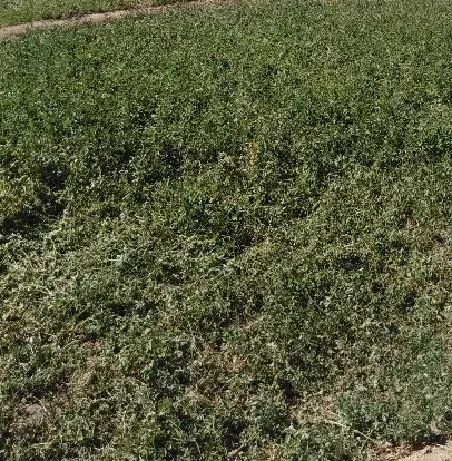 پرس یونجه|لوازم جانبی حیوانات|گلپایگان, |دیوار