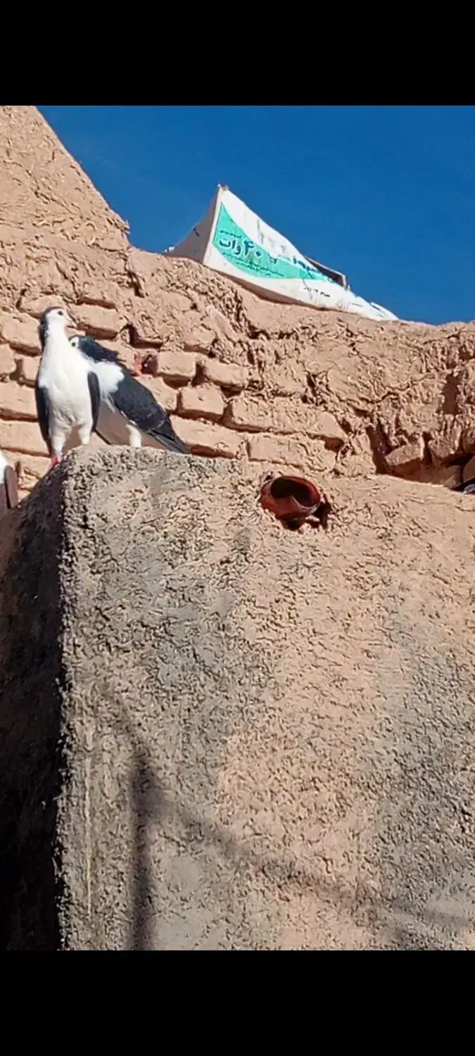 کفتر|پرنده|سربیشه, |دیوار