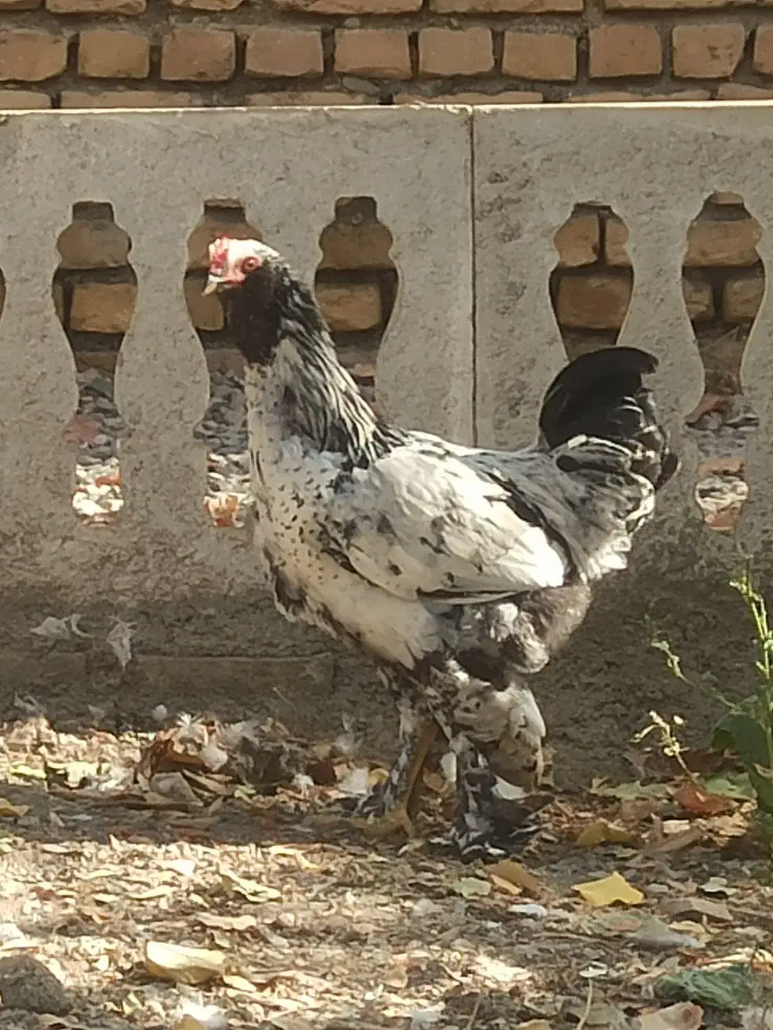 مرغ تخم گذار|حیوانات مزرعه|مشهد, ویلاشهر|دیوار