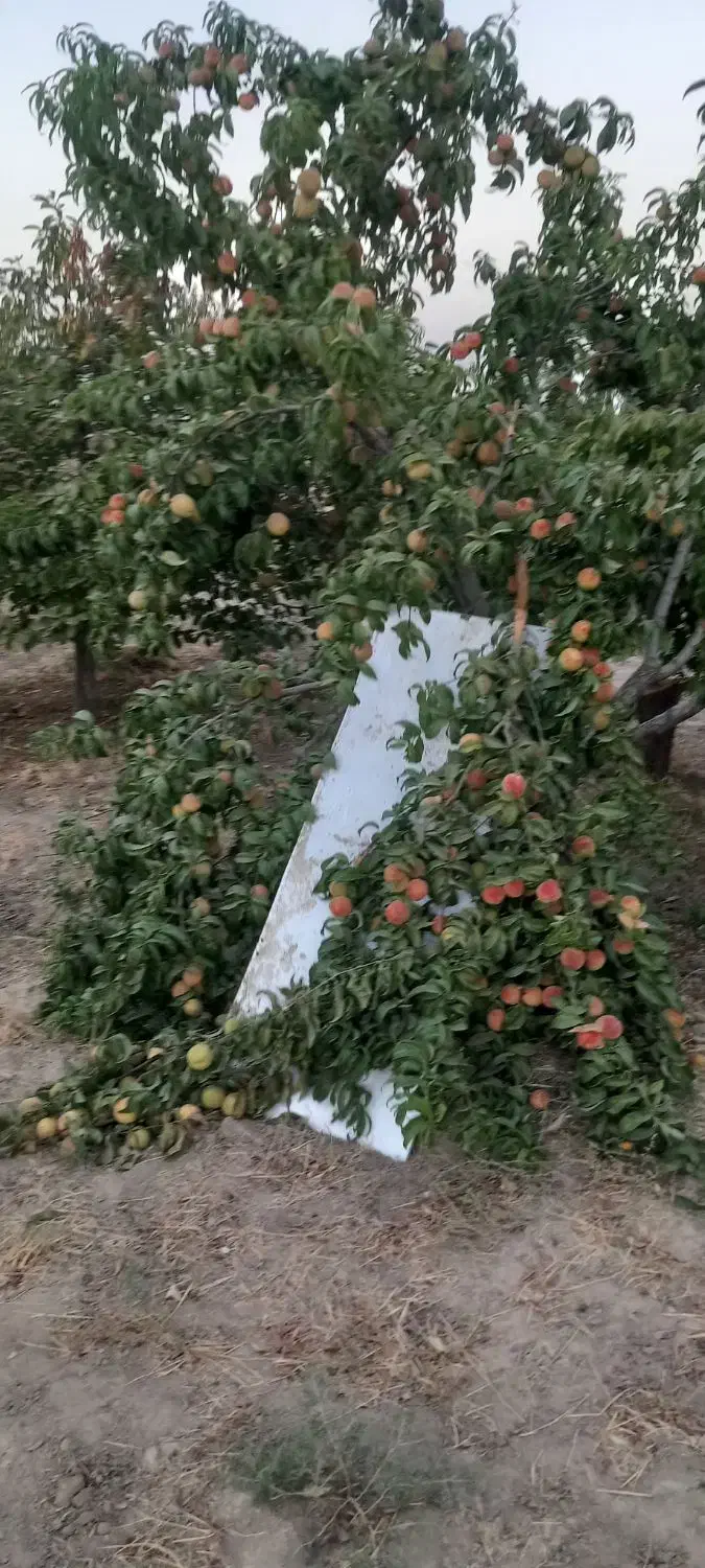 باغ میوه بارده|فروش خانه و ویلا|نظرآباد, نجم آباد|دیوار