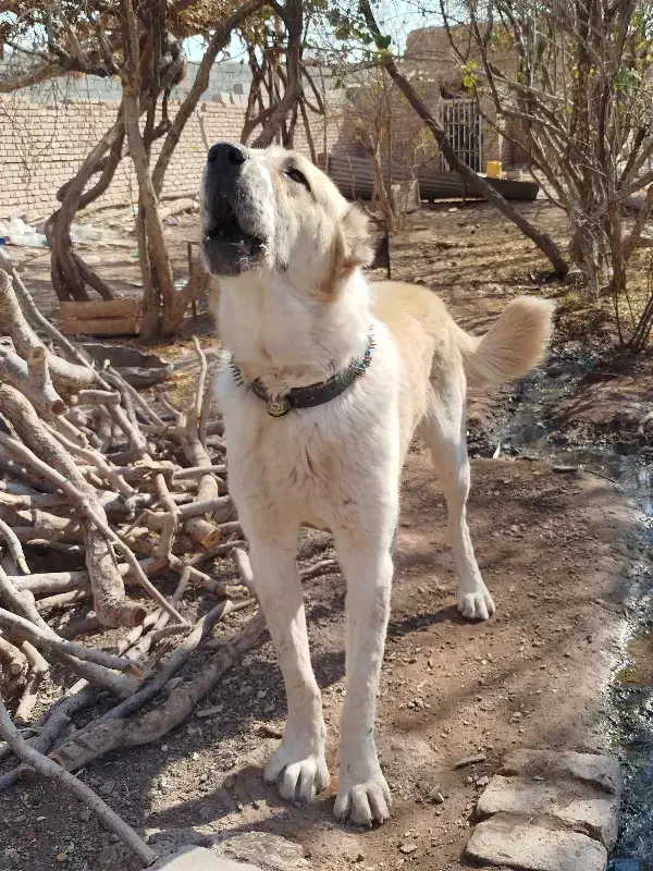 سگ گله نر|سگ|رفسنجان, |دیوار