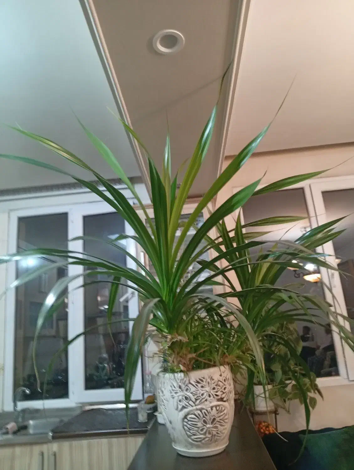 گل پاندانوس|گل و گیاه طبیعی|تهران, گلاب دره|دیوار