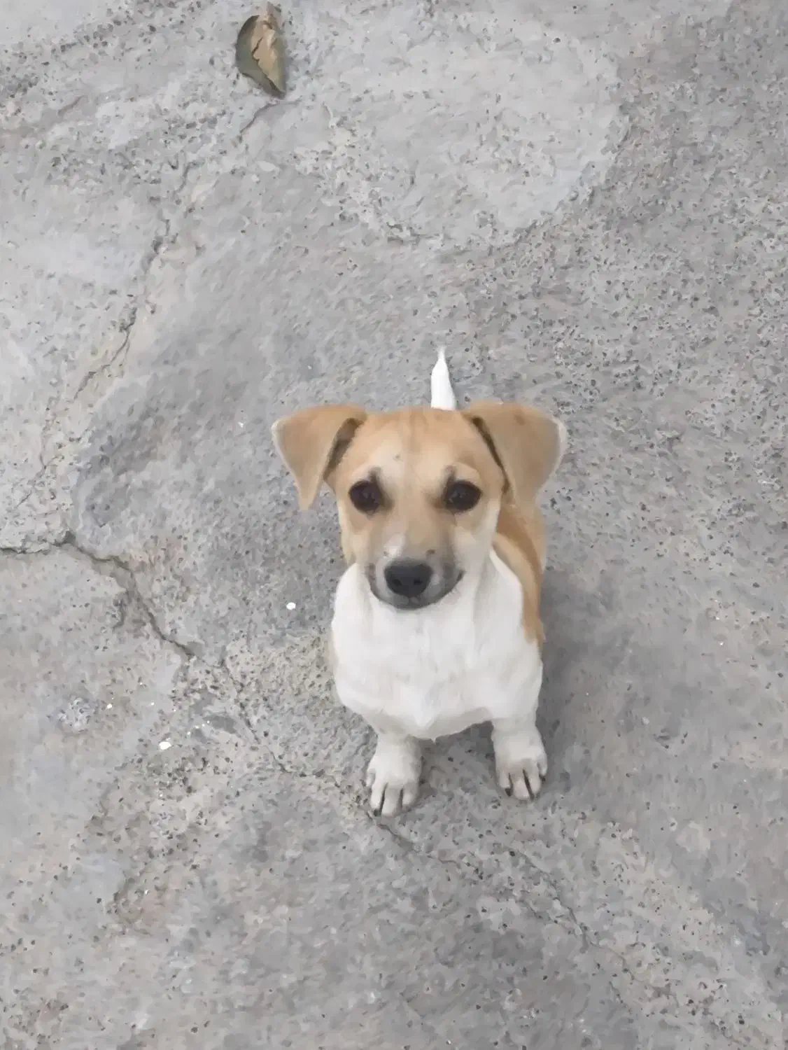 سگ.|سگ|بیستون, |دیوار