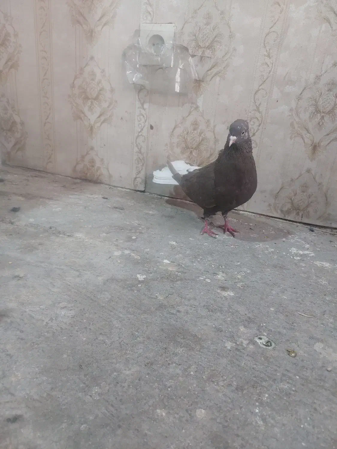 ماده دوم سفید|پرنده|تهران, والفجر (افسریه)|دیوار