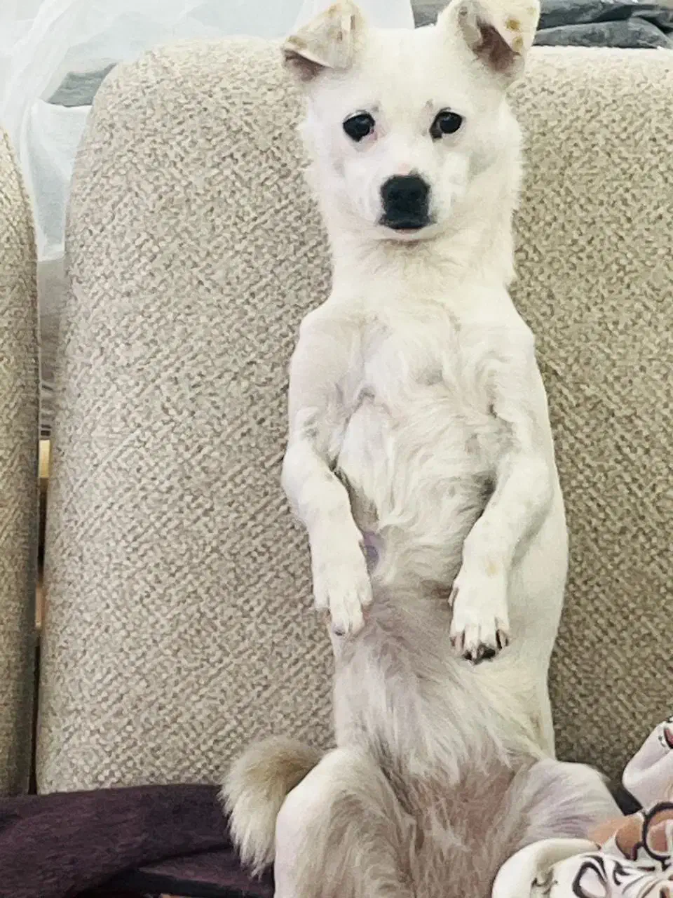 سگ گمشده|حیوانات|رفسنجان, |دیوار