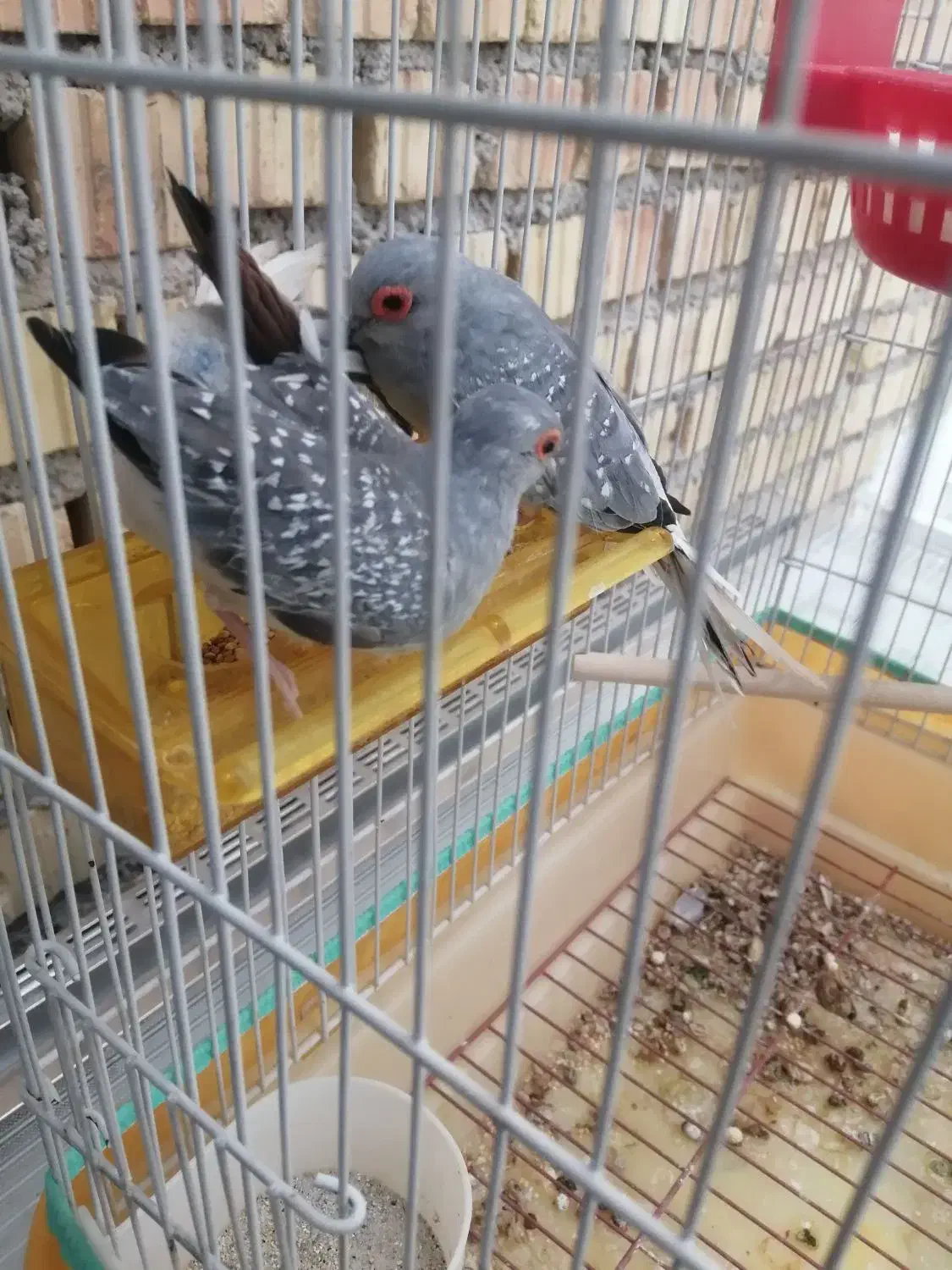 کبوتر الماسی زینتی ریز جثه تزئینی|پرنده|نی‌ریز, |دیوار