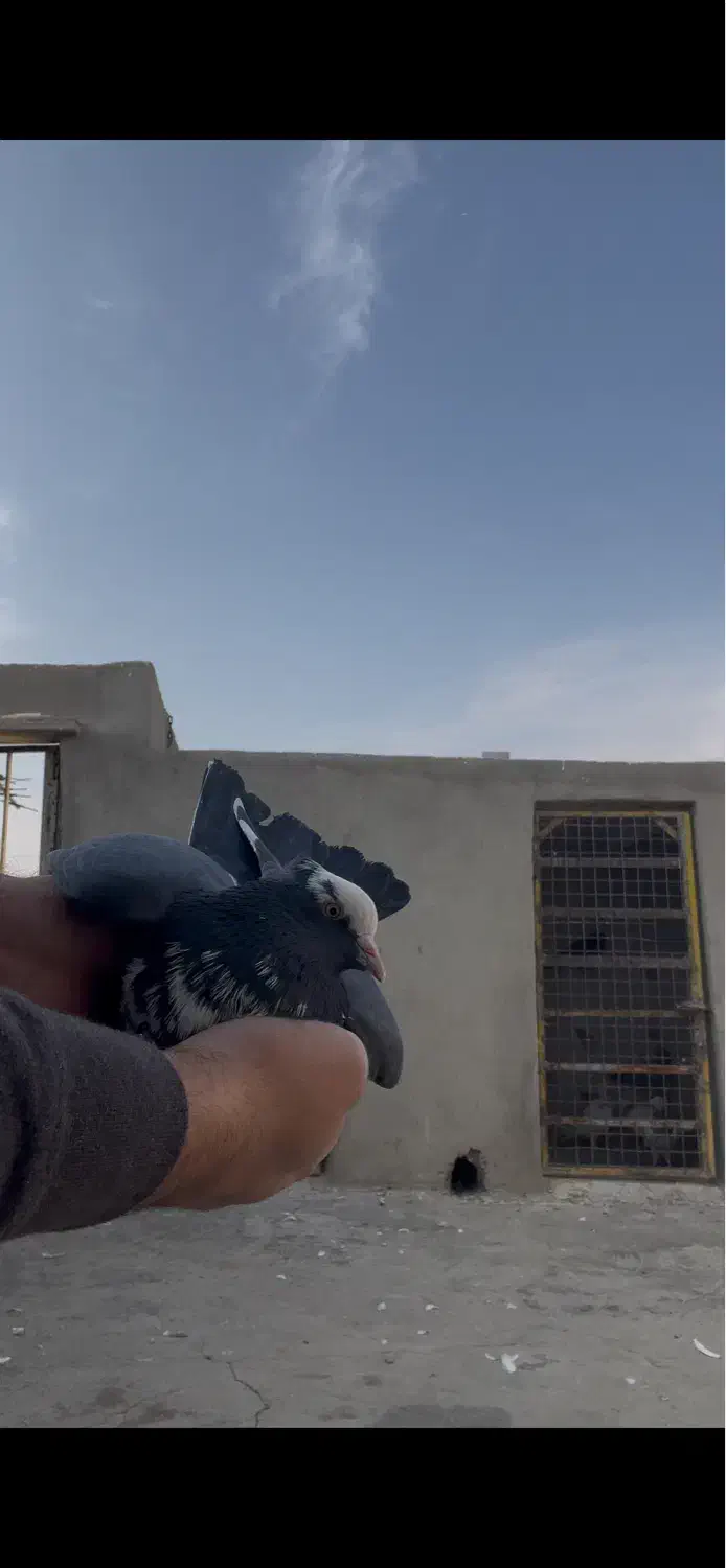 کفتر شهرستانی پرشی|پرنده|باقرشهر, |دیوار