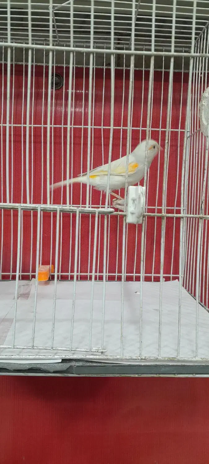 قناری مزاییکی ماده|پرنده|مشهد, امامیه (شهرک غرب)|دیوار