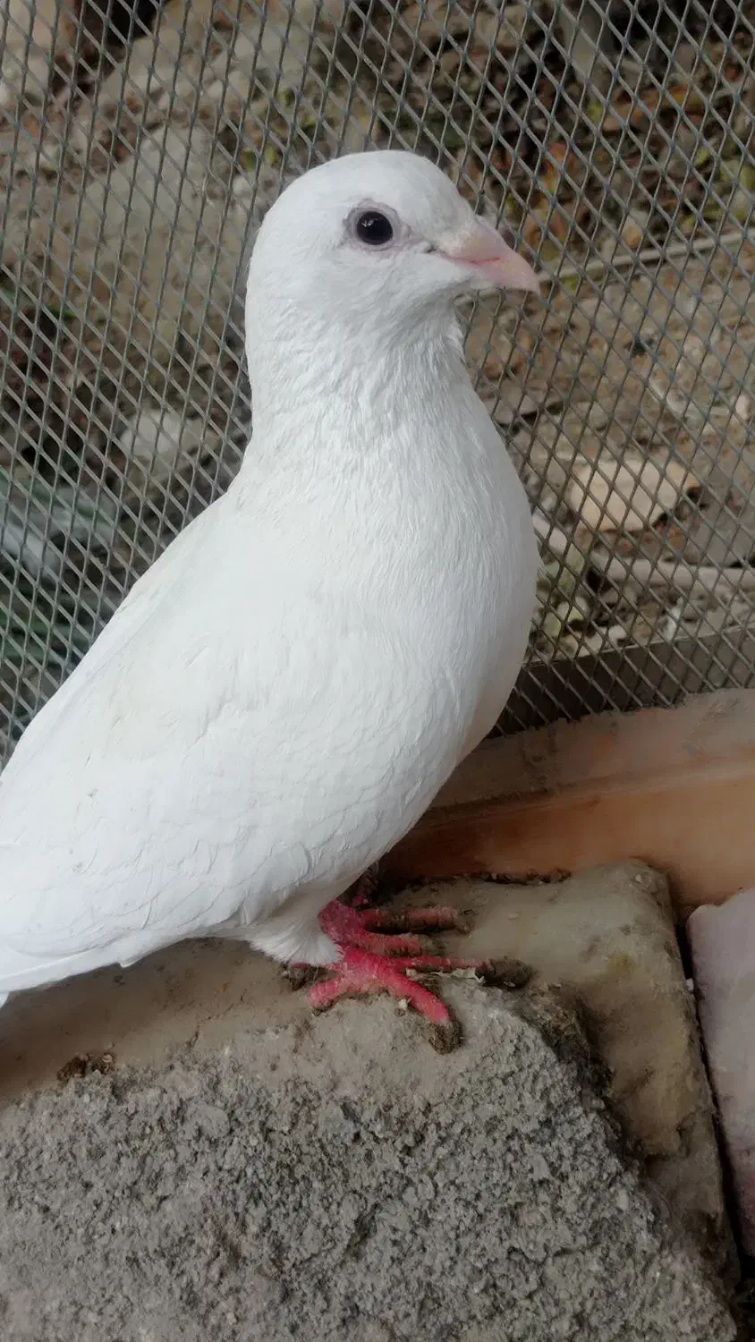 کبوتر سفید|پرنده|سراوان, |دیوار