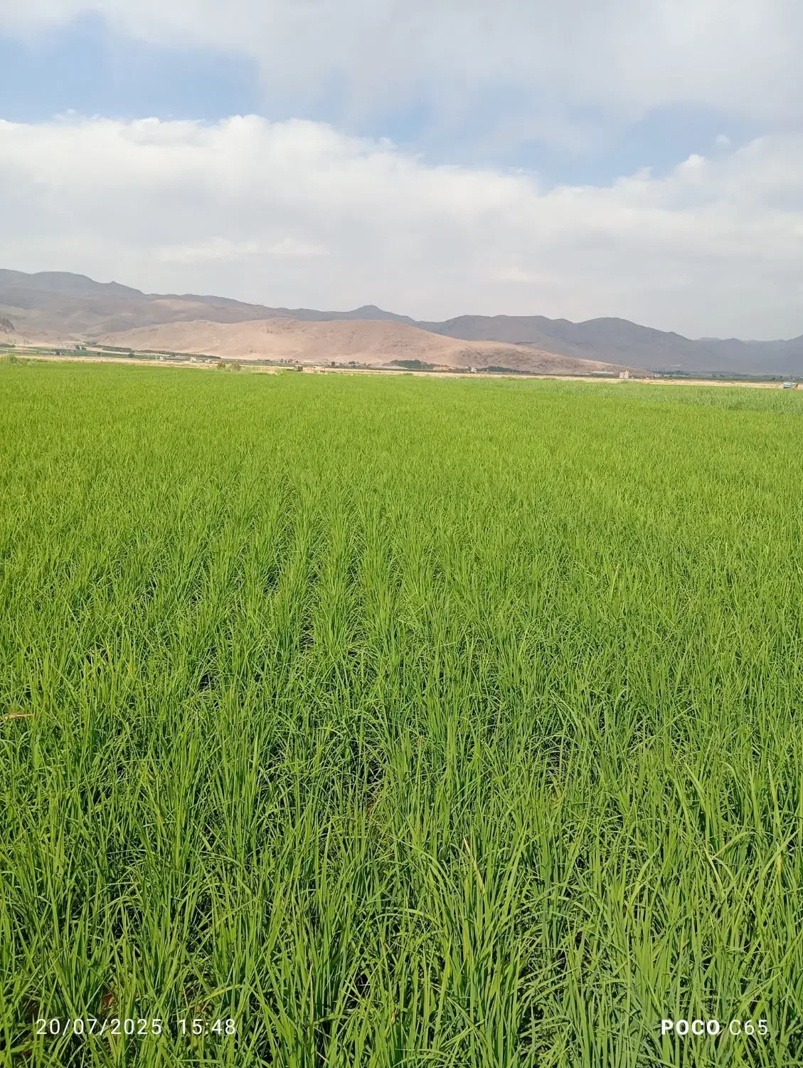 برنج پیش فروش|عمدهفروشی|سیلاخور, |دیوار