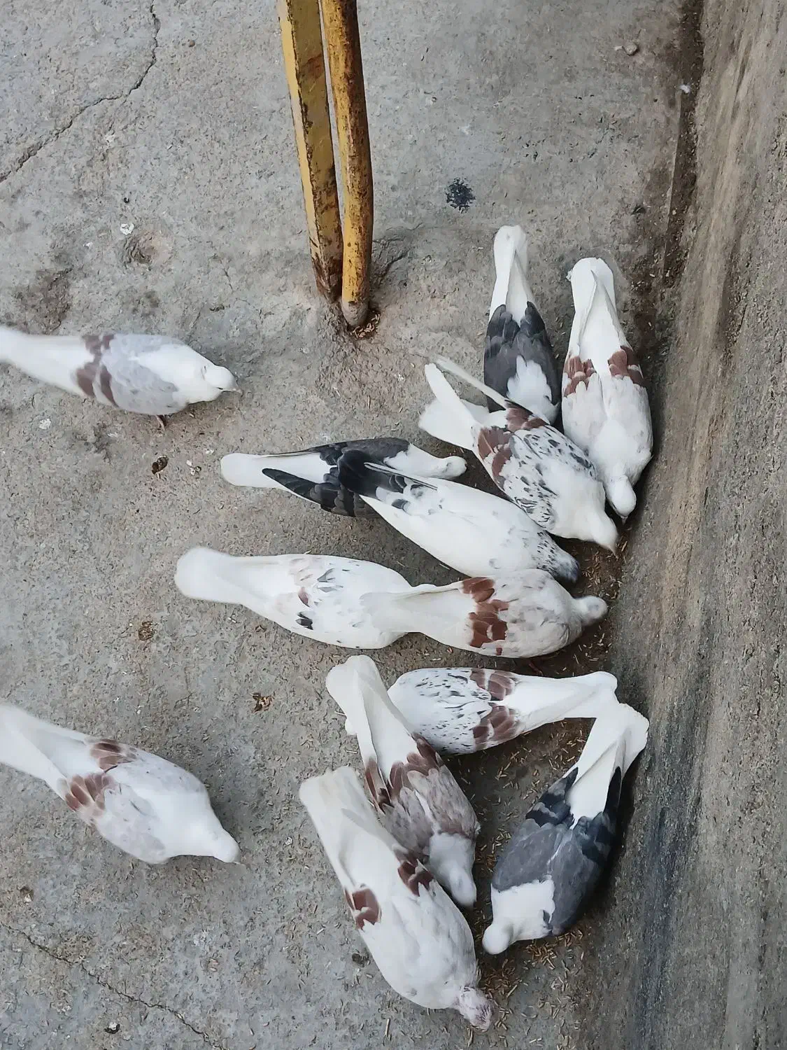 کبوتر پلنگ نباتی|پرنده|سیلاخور, |دیوار