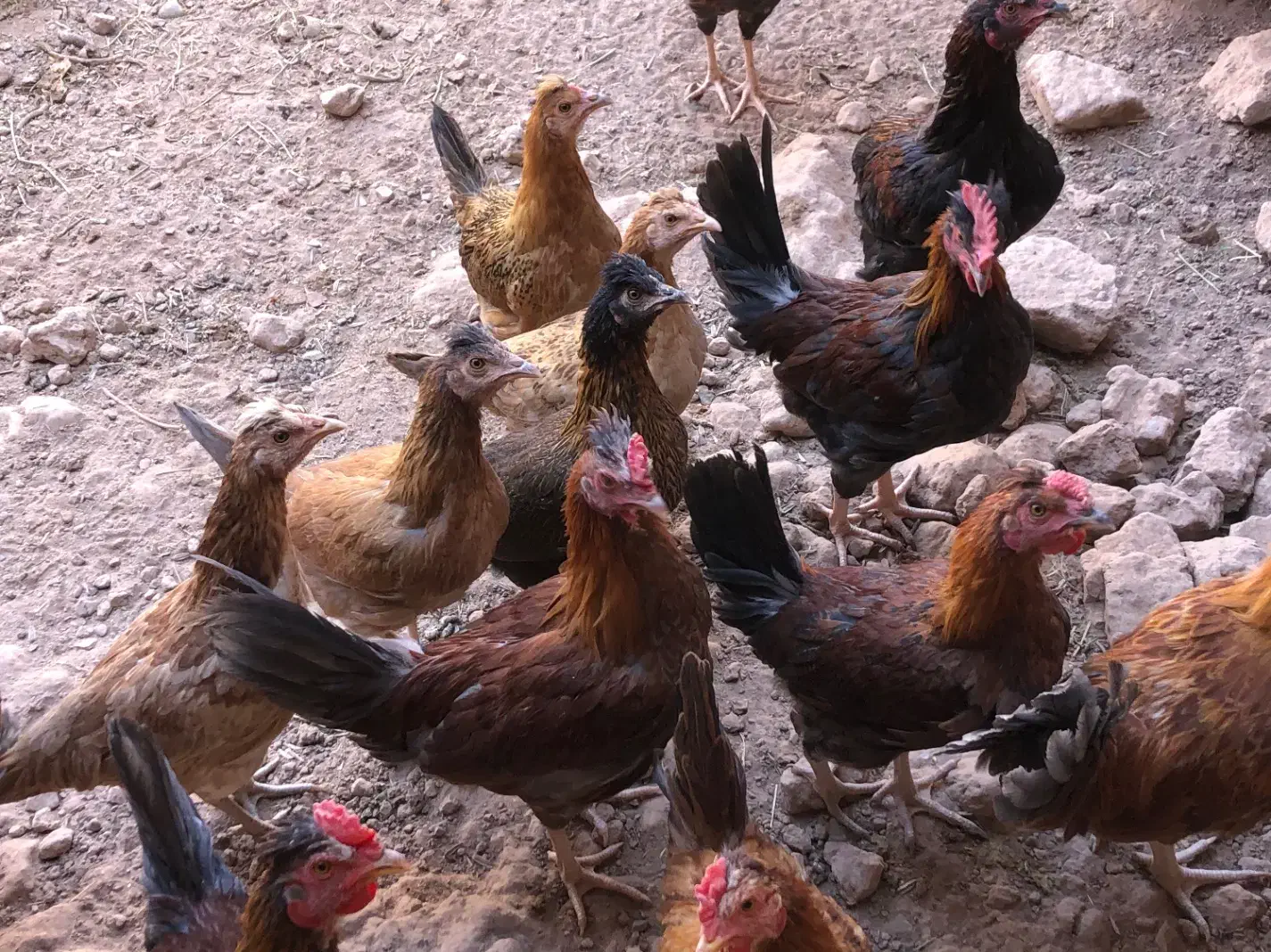 مرغ و خروس محلی|حیوانات مزرعه|راین, |دیوار