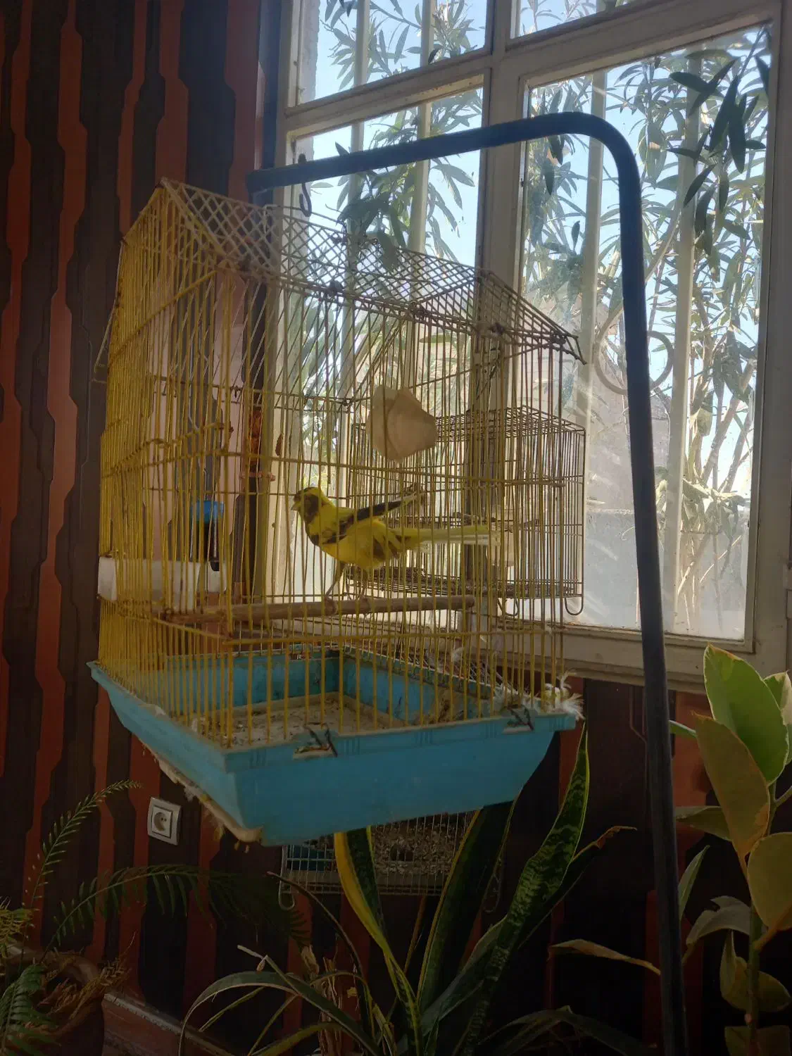 قناری رسمی|پرنده|وحیدیه, |دیوار