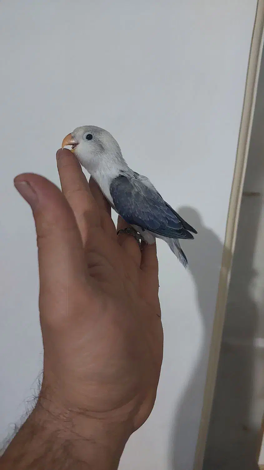 طوطی برزیلی یووینگ سرلاکی|پرنده|قدس, شهرقدس|دیوار