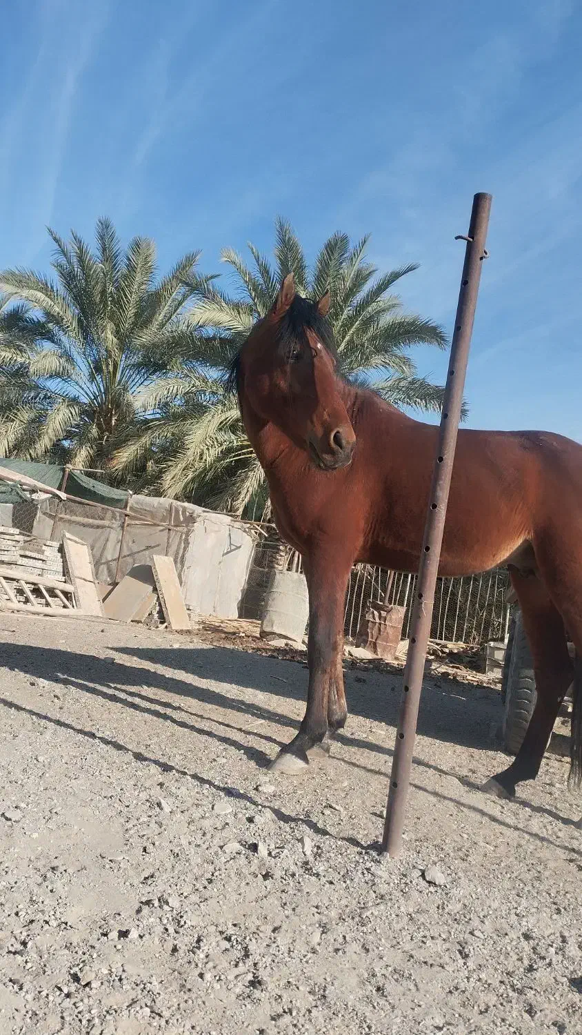 اسب نر مسابقه|اسب و تجهیزات اسبسواری|سراوان, |دیوار