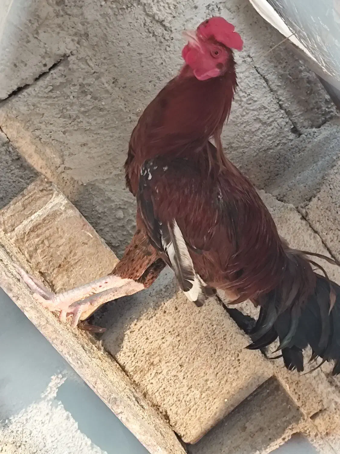 مرغ و خروس فروشی|حیوانات مزرعه|بمپور, |دیوار