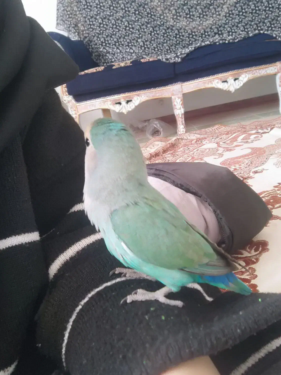 کوتوله برزیلی گمشده|حیوانات|فولادشهر, C1|دیوار