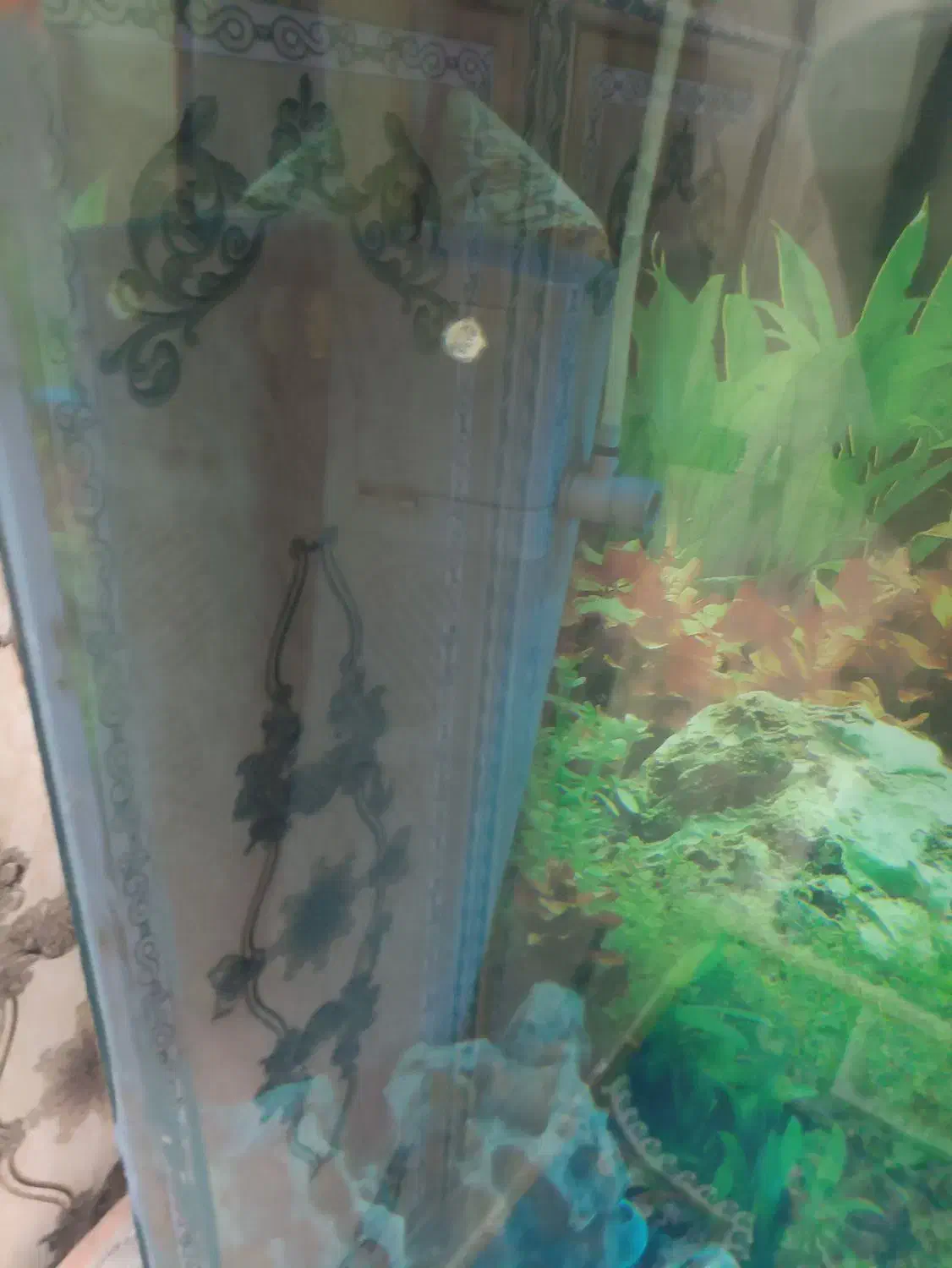 اکواریوم|ماهی|سوسنگرد, |دیوار