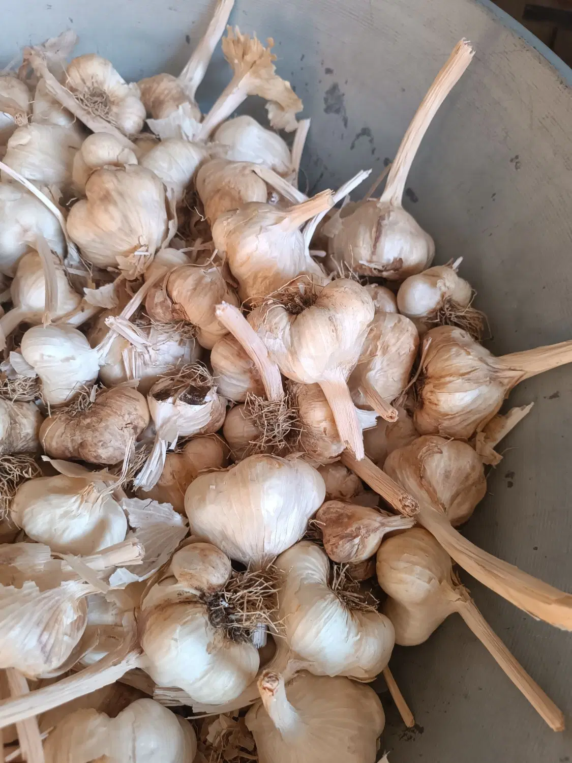 سیر|خوردنی و آشامیدنی|کرمانشاه, |دیوار