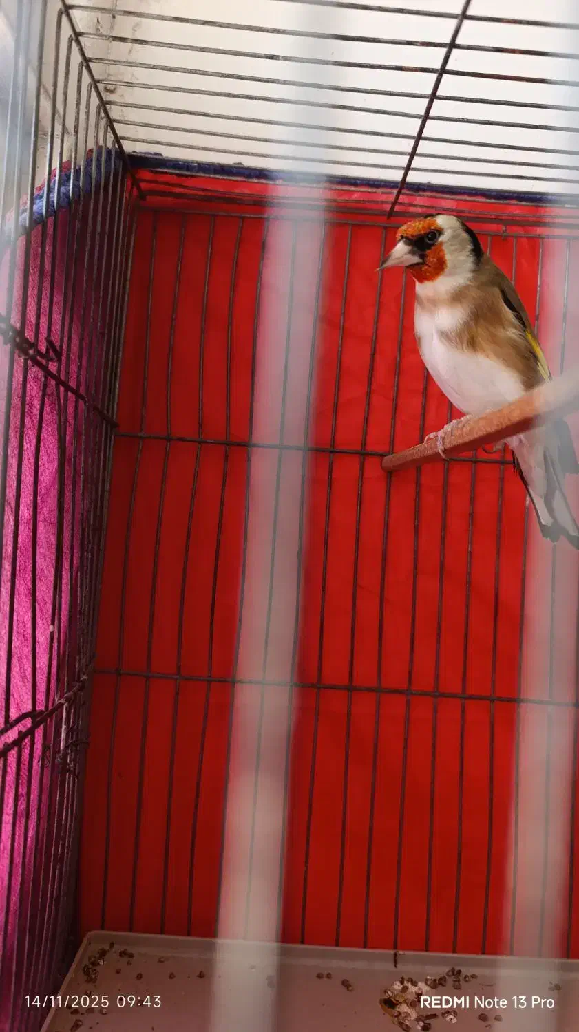 سهره|پرنده|اسلام‌‌آباد غرب, |دیوار