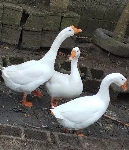 قو غاز|حیوانات مزرعه|بندر انزلی, جفرود پایین|دیوار