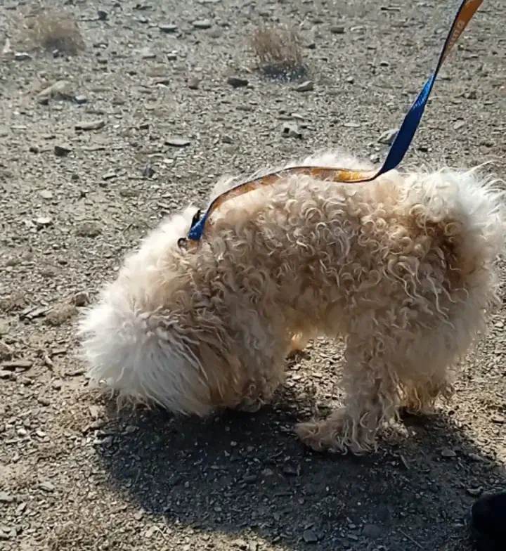 پودل نر وماده|سگ|مشهد, الهیه|دیوار