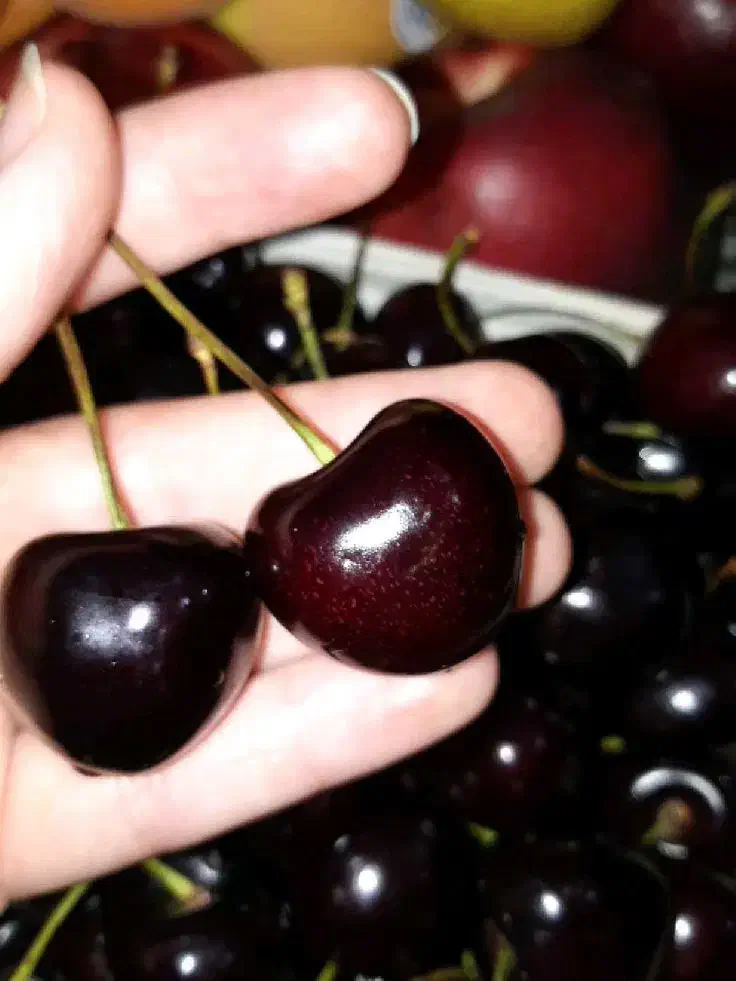 نهال انواع رقم گیلاس و آلبالو|خدمات باغبانی و درختکاری|ارومیه, |دیوار