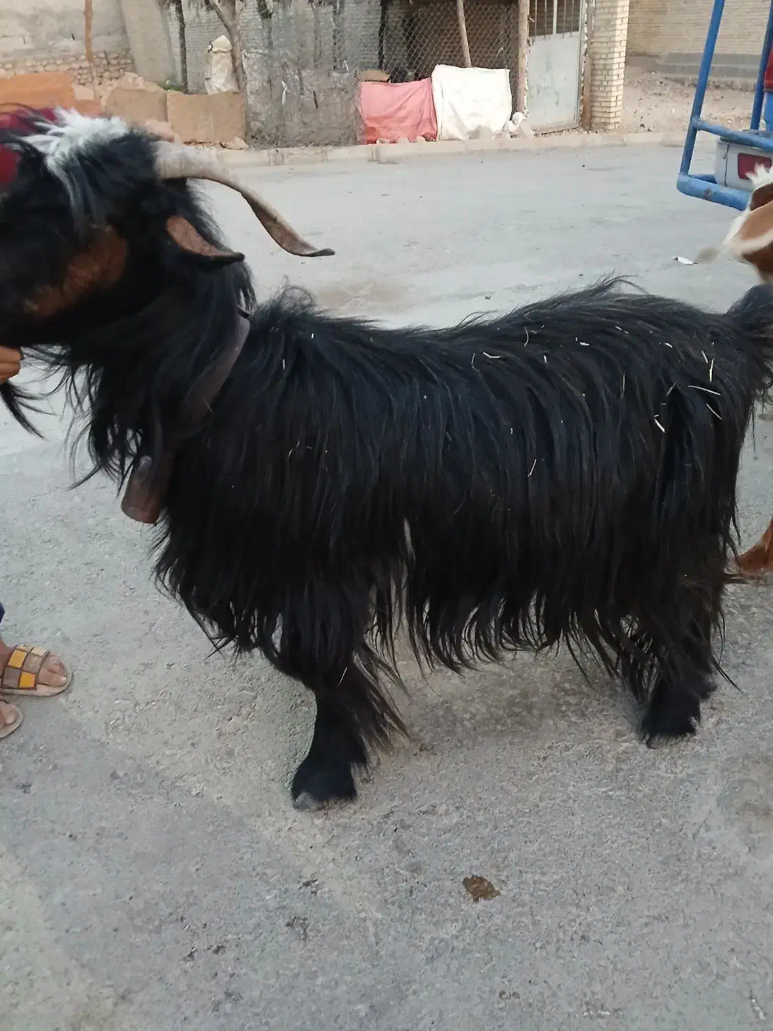 بزگله،داری، دوقلو حامله|حیوانات مزرعه|باغ ملک, |دیوار