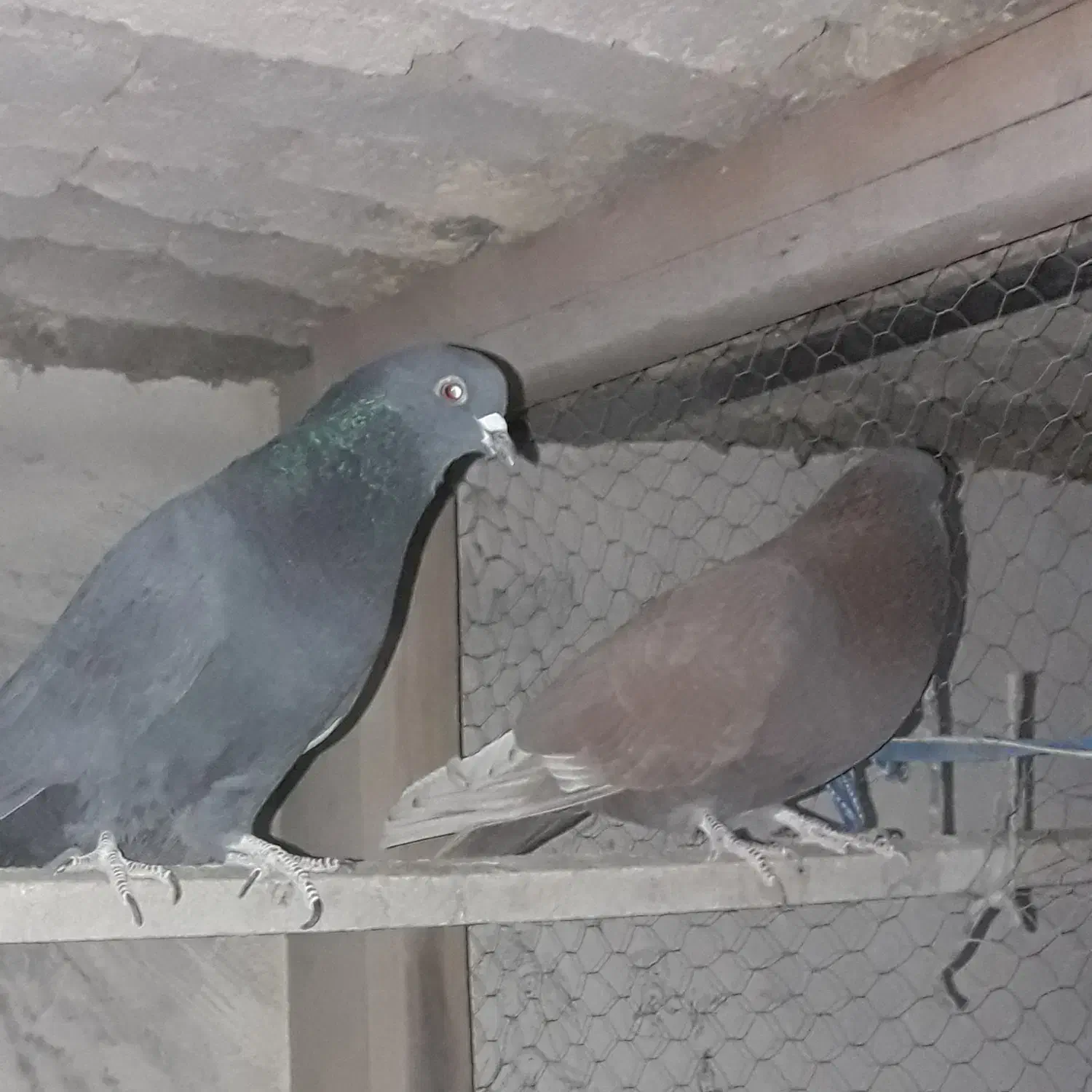 کبوت پرشی|پرنده|ابریشم, |دیوار