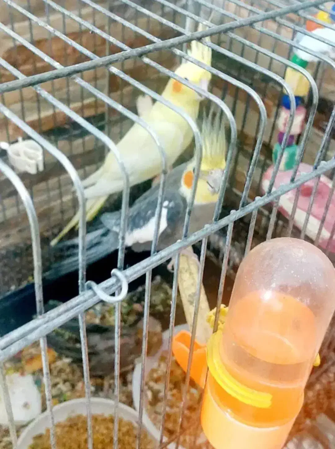 فروش جفت عروس هلندی مولد|پرنده|سوسنگرد, |دیوار