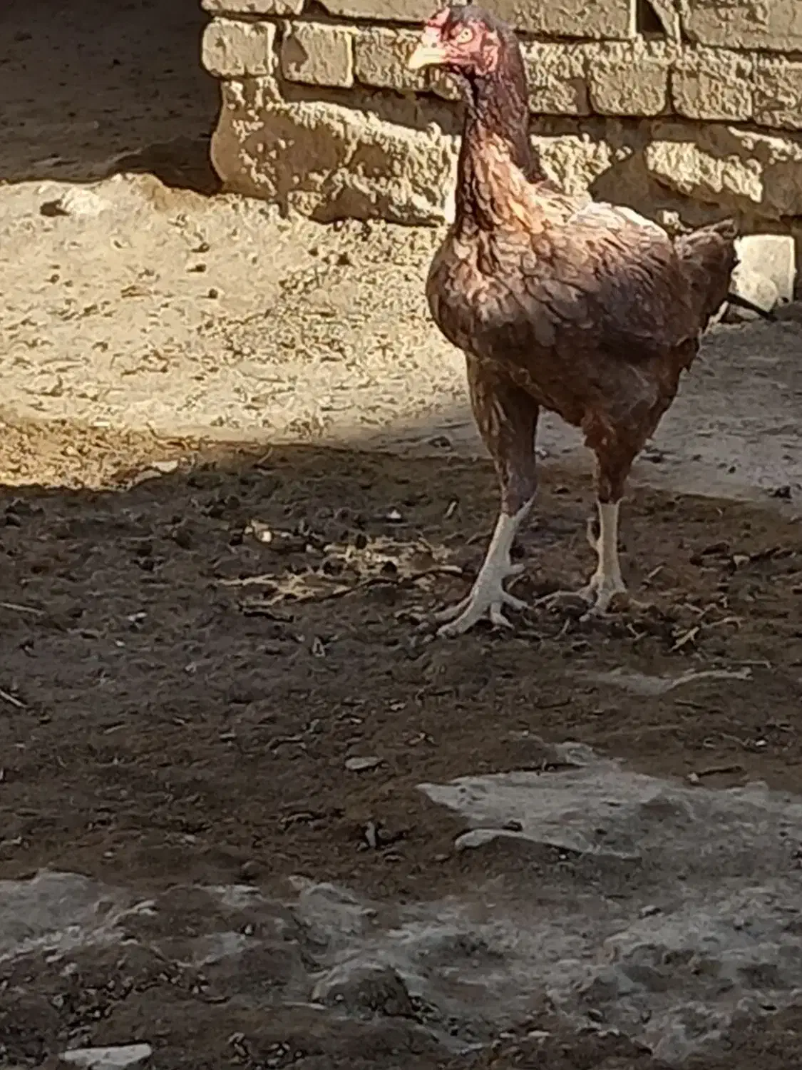 مرغوخروس لاری|پرنده|کبودرآهنگ, |دیوار