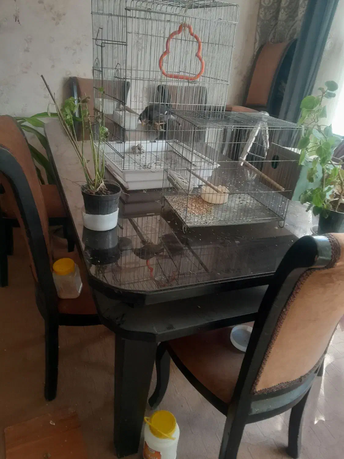 فروش میز غذاخوری|میز و صندلی غذاخوری|نجف‌آباد, امیرآباد|دیوار