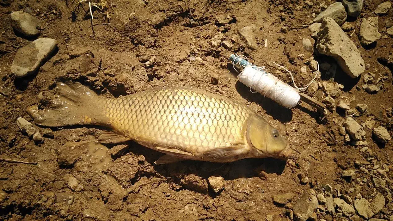 ساخت انواع طعمه و ریسه ماهیگیری (کپور)|ماهیگیری|دزفول, |دیوار