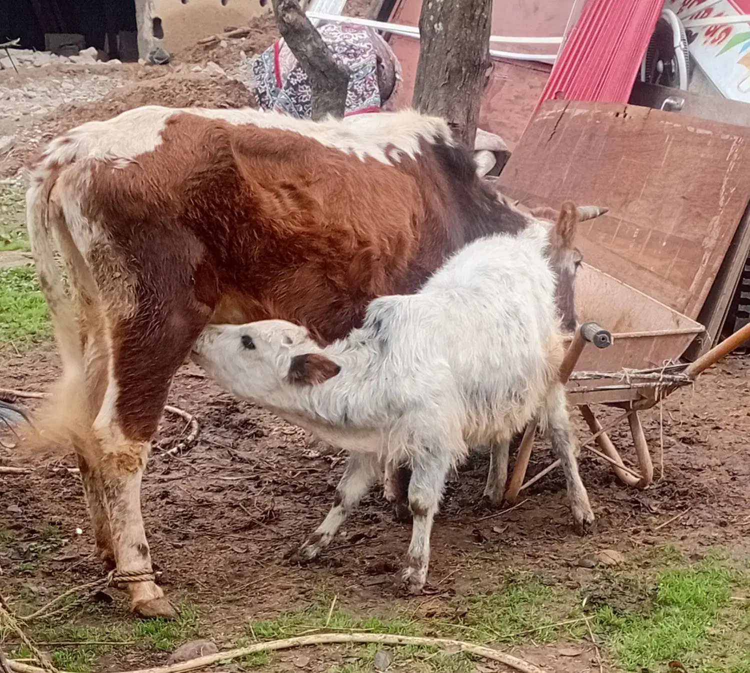 گاو گوساله نر|حیوانات مزرعه|رشت, حمیدیان|دیوار