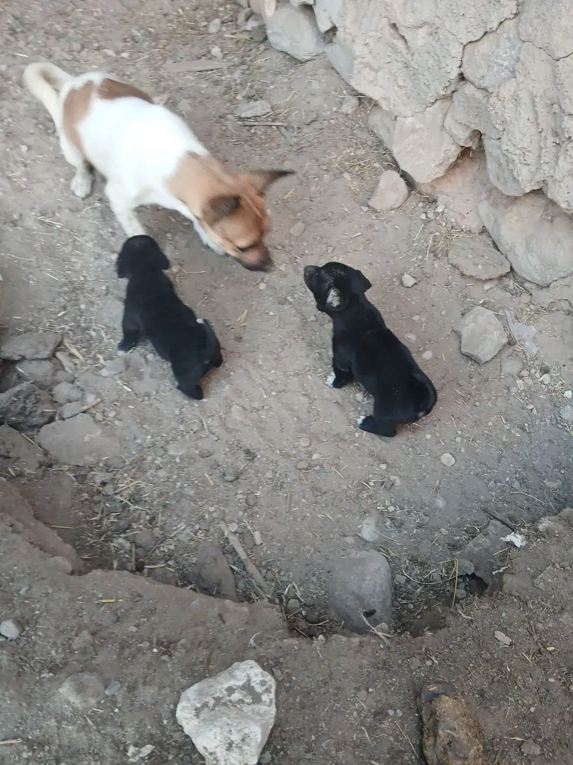 دوعدد طوله|سگ|آذرشهر, |دیوار