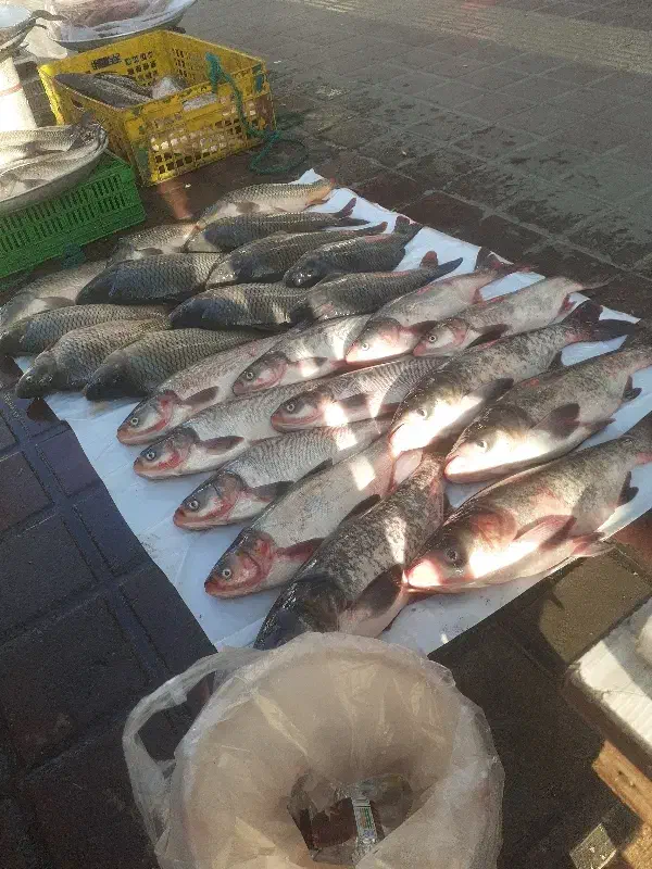 آمور|ماهی|صومعه‌سرا, |دیوار