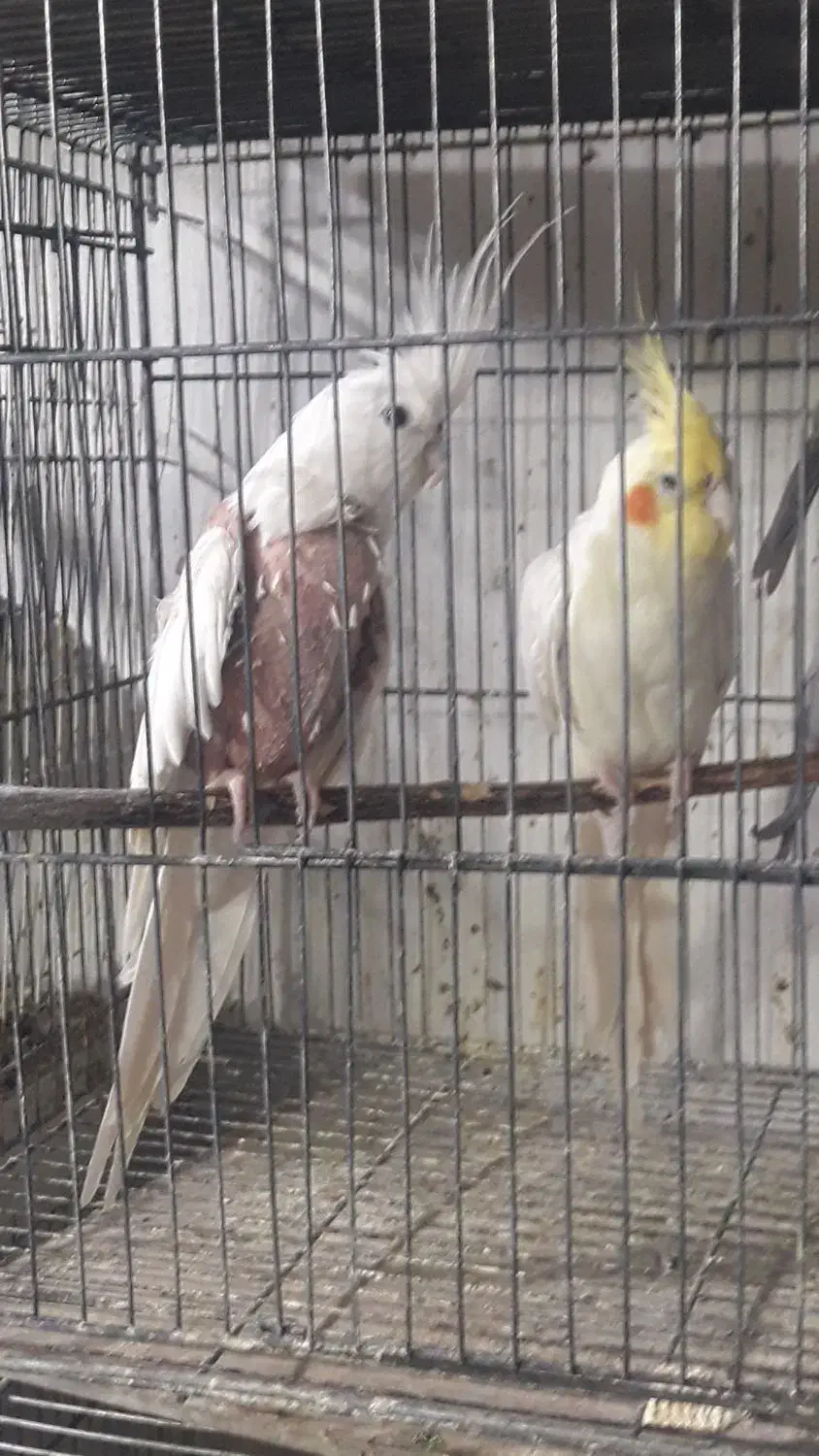 عروس|پرنده|کاشان, فاز ۱ ناجی آباد|دیوار