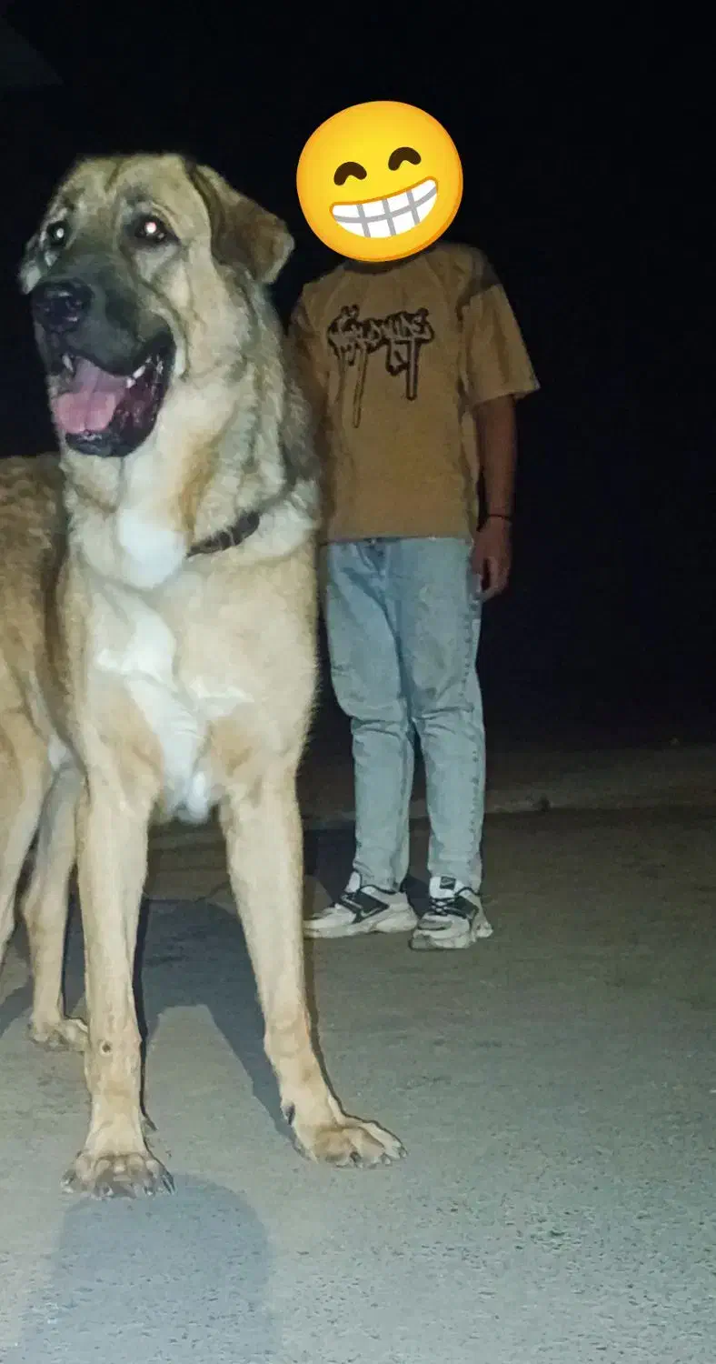 سگ پژدر|سگ|شازند, |دیوار