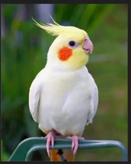 عروس هلندی 2 ماهه|پرنده|اشتهارد, |دیوار