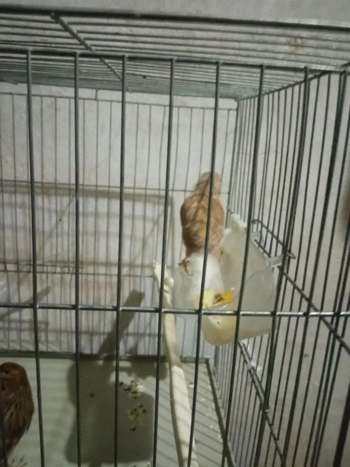 قناری|پرنده|کرمانشاه, |دیوار